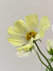 黄色のコスモス
