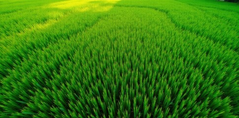 Obraz premium High-angle view drone shot of lush green crop field, stem, green