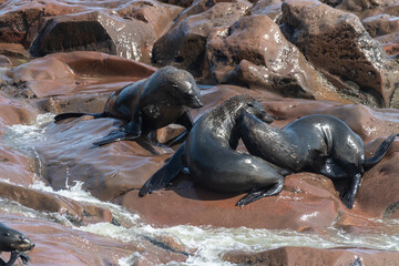 Detail of the seal colony at Cape Cross, off the skeleton coast of Namibia.