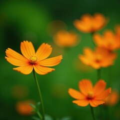 Obraz premium Orange cosmos flowers, lush green garden backdrop, soft focus , texture, growth
