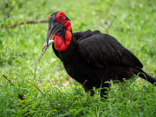 Le bucorve du Sud avec une grenouille dans le bec