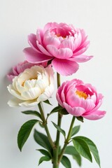 Fototapeta premium Luscious pink and white peonies bloom against pure white backdrop , wallpaper, vibrant, nature