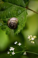 snail on a leaf