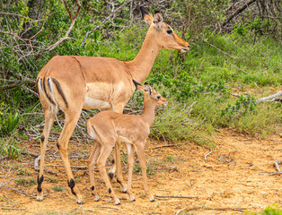 Impala in the wild