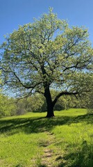 Fototapeta premium Majestic Oak Tree in a Lush Green Meadow