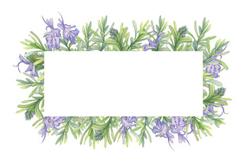 Blooming rosemary branches. Rectangular watercolor frame