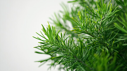 Close-up of fresh green pine needles with a soft background highlighting the texture and beauty of evergreen foliage in natural light  

