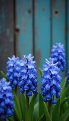 Obraz premium Clusters of blue hyacinth, weathered barn backdrop , texture, outdoor