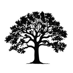 Fototapeta premium an oak tree silhouette