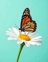 Obraz premium a monarch butterfly with vibrant orange and black.