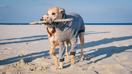 Two Whippets in Motion