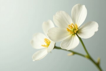 Obraz premium Delicate beige-white gypsophila bloom, macro detail Pure white background , nature, delicate