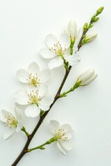 Fototapeta premium Delicate white blossoms & leaves on pure white backdrop, serenity, nature