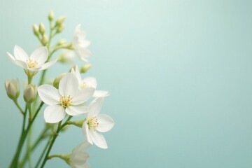Delicate white flowers, simple cluster, clean backdrop , minimal, still life