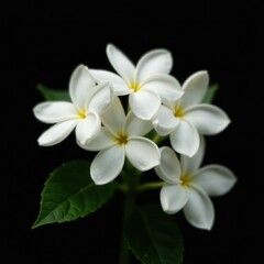 Fototapeta premium Delicate white jasmine blossoms contrast sharply against a deep black background , bloom, shadows