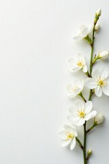 Fototapeta premium Delicate white spring blossoms arranged on pure white backdrop , fragile, elegant, calm
