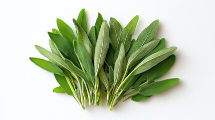Obraz premium Fresh sage leaves arranged neatly on white background, showcasing their vibrant green color and textured surface. Perfect for culinary use or herbal remedies
