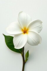 Fototapeta premium Fully opened gardenia flower, stark white, against plain white backdrop , plant, tropical flower