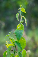Chinese-bur Indian stinging nettle leaves, Tragia involucrata