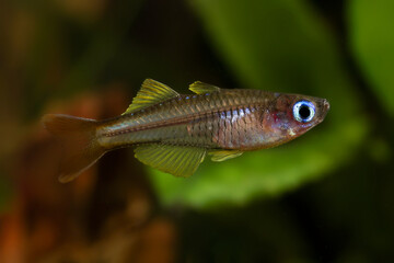 Forktail blue-eye (Pseudomugil furcatus) species of rainbowfish in planted aquarium.