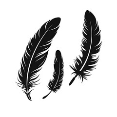 Obraz premium feathers silhouette