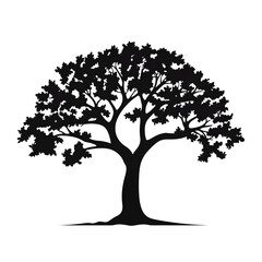 Fototapeta premium a oak tree silhouette