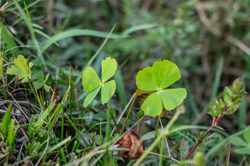 Small water-clover. long-stalked leaves have four clover