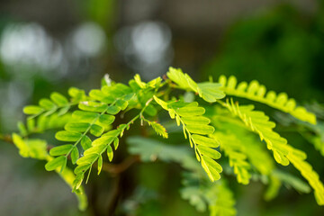 Tamarind leaves provides relief from malaria