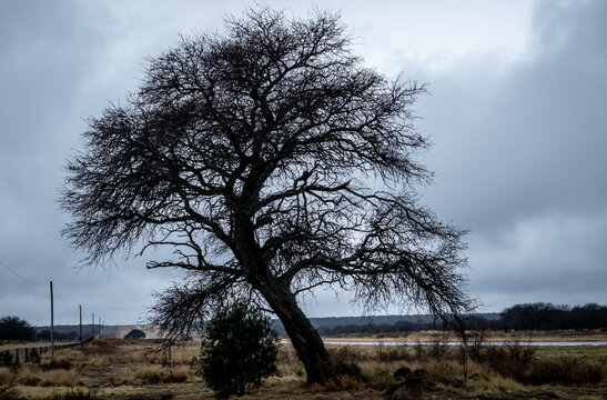 arbol