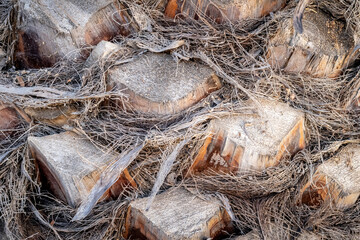 palmera