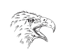 Eagle head hand drawn vector illustration.