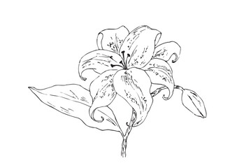 Flower vector illustration. Hand drawn blooming flower with bud.