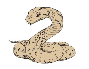 Hand drawn snake vector illustration.