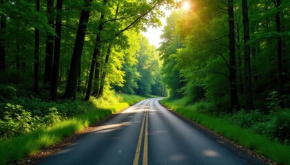 Fototapeta premium Narrow asphalt lane cuts through dense woodland , woodland, lane, asphalt