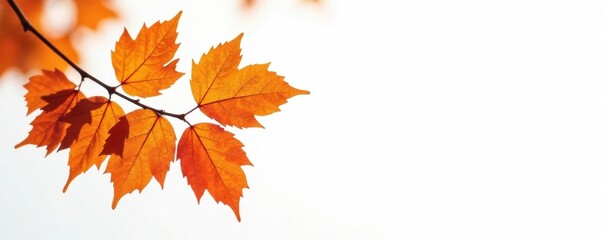 Orange leaves on a branch, stark white background, bright, graphic, autumn