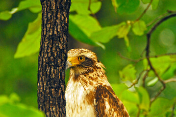 Changeable hawk eagle at Kanha National park, India.