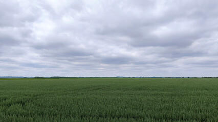 wheat field in the spring in Vojvodina province