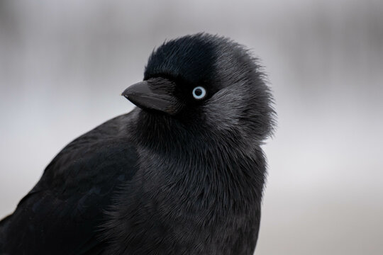 Western jackdaw black bird in the snow