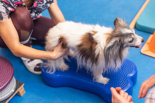 Veterinarian physiotherapist helping a papillon dog doing rehabilitation exercises on a balance cushion