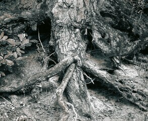 Nature with its own planted tree roots with cave entrances