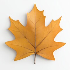 Obraz premium A vibrant, orange maple leaf against a white background, showcasing its intricate veins and natural beauty.