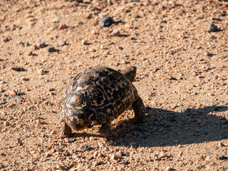 Une tortue léopard