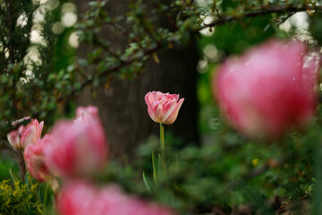 tulip blossom spring season specific nature environment space floral garden concept with background bokeh effect