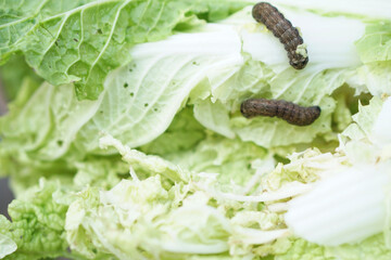 Close up little worms on damaged vegetables because non chemical using to kill it. Concept,...