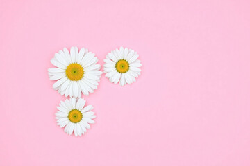three white daisy flowers in triangular formation on pink background