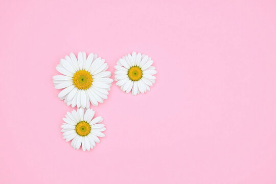 three white daisy flowers in triangular formation on pink background
