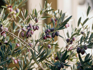 Ripe olives growing on an olive tree in Tuscany close up