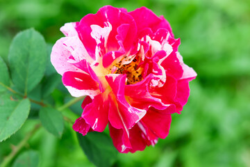 A thousand-year-old rose blooms in the garden