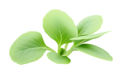 Fresh greens gardening a natural approach isolated on transparent background