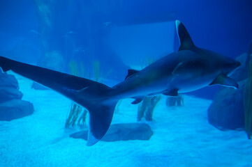 From behind, the shark's motion is a steady force, moving with intent through the deep, Georgia Aquarium, Atlanta, Georgia, United States of America